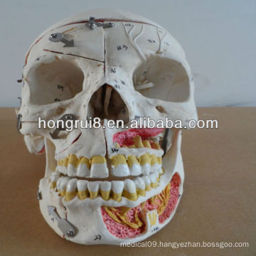 2013 advanced Human skull with blood and nerves